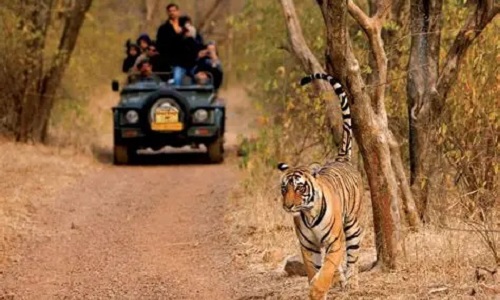 Exploring Golden Triangle with Taj Tiger and Temples ( 11 Nights / 12 Days)