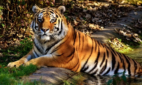 Jim Corbett Ranthambore tour with Agra (11 Nights / 12 Days)