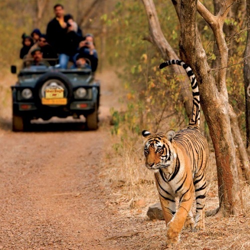 Ranthambore