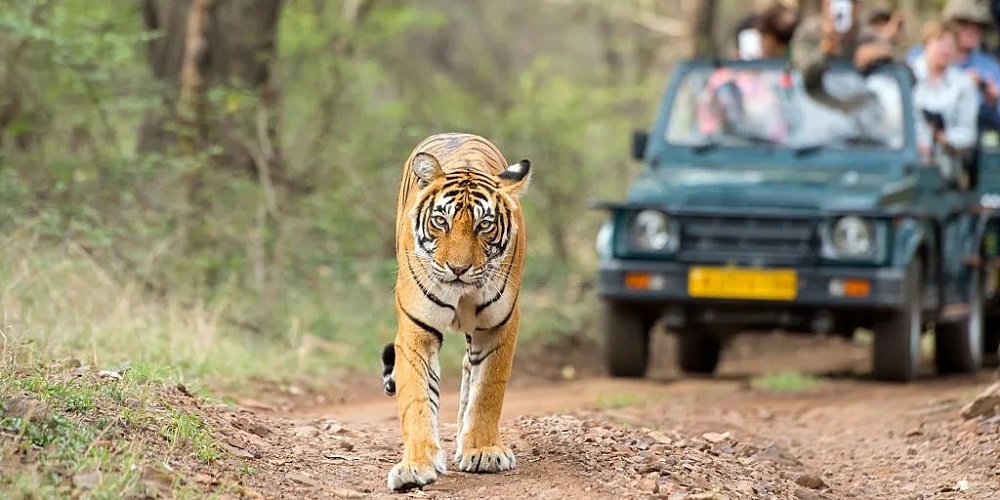 National Park Wild Life Safaris Booking